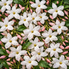 Orange Blossom