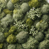 Oak Moss