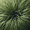 Vetiver