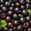 Black Currant