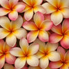 Frangipani