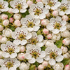 Pear Blossom